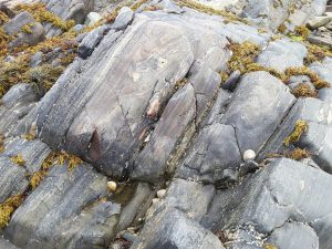 Strongly foliated and folded amphibolites exposed in the shore platform opposite Omey Island. The axial planes of isoclinal folds approximately parallel the foliation.