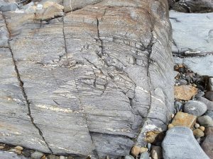 Four following images of Dalradian schist-amphibolite from the Connemara coast. Each shows strong foliation, recumbent isoclinal folds with axial planes approximately parallel to foliation, characteristic S and Z folds, stretching and boudinage of thicker quartz bands in the same plane.