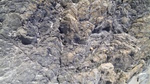 Folding in thin bedded psammites-pelites and limestone (fold axes here are almost horizontal). Folds In the right image have been sheared.