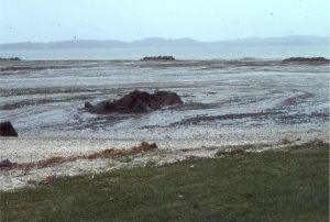 Drape folds caused by compaction over greywacke sea-stacks have been exhumed in the modern shore platform. Each rocky "island" that sits proud of the shore platform represents former bedrock highs along the Early Miocene shore, subsequently blanketed by turbidites during basin subsidence. Omana Bay, south Auckland.