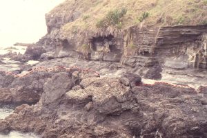 The unconformity in the shore platform below Leigh Institute of Marine Sciences. Intensely deformed Mesozoic greywacke below the red line, is overlain by flat-lying, shallow water calcareous and fossiliferous sandstone. Fossils include abundant barnacles, bivalves (including large oysters), gastropods, solitary corals, bryozoa, calcareous algae (Lithothamnion rhodoliths), foraminifera, and trace fossils.