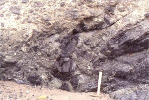 The unconformity at Matheson's Bay. The steep paleosurface (just left of hammer) is overlain by angular boulders and cobbles of Mesozoic greywacke; it also indicates significant relief on the unconformity. Some boulders contain evidence of pre-Miocene weathering.