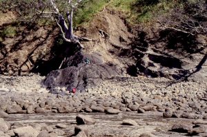 Paleo-seastacks of greywacke that, following rapid basin subsidence to bathyal depths, were draped by turbidites (brown hues). This sea-stack at the north end of Matheson's Bay has remnant pholad borings (shallow subtidal and intertidal bivalves that bore into hard rock).