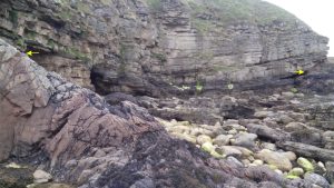 3 (left arrow) & 4 (right). Onlapping ORS sandstone - the sag is probably due to compaction between the two gneiss bedrock paleohighs.