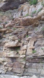 Lowermost ORS sandstones contain trough crossbeds, ripples, and channel pebble lags - two examples in the upper third of the image; one immediately below the top overhanging bed, and another about a metre farther down the outcrop.