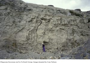 Bryozoan reef in the Oligocene te Kuiti group