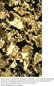 Thin section of Oligocene Oamaru Limestone, of uniform bryozoa and forams with incipient calcite rim cements.