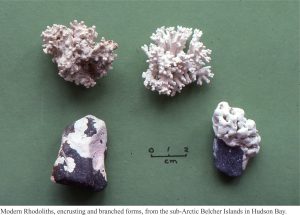 Modern rhodoliths, encrusting and branched forms, from the sub-Arctic Belcher Islands, Hudson Bay