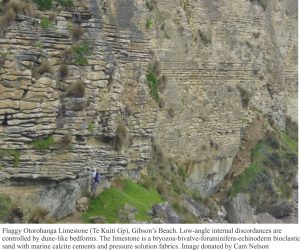 Flaggy Otorohanga limestone with low-angle internal discordances controlled by dune-like bedforms. A bryozoan-bivalve-foraminifera-echinoderm bioclastic sand with calcite marine cements and pressure solution fabrics