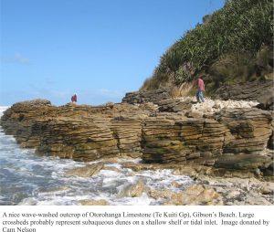 A wave-washed outcrop of Otorohanga Limestone, Gibson's Beach, with large crossbeds that represent subaqueous dunes on a shallow shelf or tidal inlet.