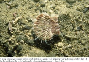 A living Chlamys, a common component of modern and ancient cool-temperate water carbonates, shallow shelf, northern NZ