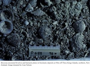 Bryozoa-encrusted and bored bivalves and barnacle plates in bioclastic deposits at 94 m depth, Three Kings, NZ