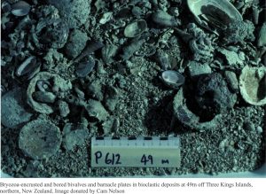 Bryozoa-encrusted and bored bivalves and barnacle plates in bioclastic deposits at 49 m depth, Three Kings, NZ