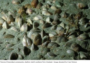 Tawera (Veneridae) community, shallow shelf, northern NZ