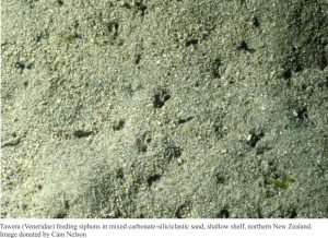 Tawera (Veneridae) feeding siphons in mixed carbonate-siliciclastic sand, shallow shelf, northern NZ