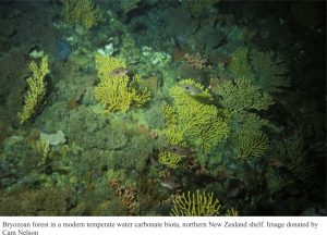 Bryozoan forest in modern temperate waters carbonate biota, northern NZ shelf.