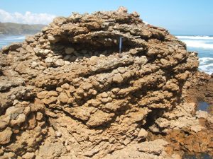 The two images that follow are of the Te Akau limestone breccia, part of the basal Lower Miocene Waitemata Group, in erosional contact with Otorohanga Limestone (Oligocene Te Kuiti Group). The breccia consists of eroded  Otorohanga limestone. Dissolution pitting on clast surfaces formed before breccia deposition. The contact is a sequence boundary. Images donated by Cam Nelson.