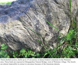 Thick shelled oyster, up to 25 cm across, in dense Orahiri Limestone. The fossils are almost impossible to extract in one piece because of the limestone density.