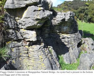 Flaggy Orahiri Limestone at Mangapohue Natural Bridge. An oyster bed is present in the lower non-flaggy part of the outcrop.