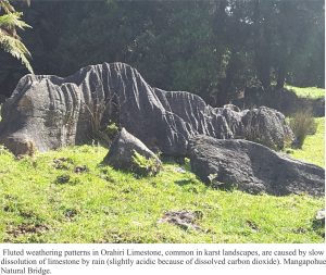 Fluted weathering pattern on Orahiri Limestone caused by slow dissolution by rain (slightly acidic). Mangapohue Natural Bridge, NZ.