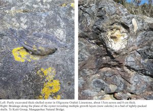 Left: Partly excavated shell 15 cm across and 8 cm thick. Right: Breakage along the plane of an oyster showing multiple growth layers in a bed of tightly packed shells.