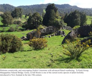 Waitomo countryside and outcropping Orahiri Limestone with advancing fluted weathering. near Mangapohue Natural Bridge. Gorse in full bloom is one of the cursed exotic species of plant foolishly introduced to New Zealand in the late 19th C.