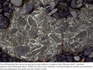 Early Miocene rhodoliths around greywacke pebbles from shallow shelf facies, basal Waitemata Basin, N.Z. Associated with solitary corals, brachiopods, oyster-barnacle - rich bioclastic sands.