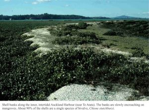 Shell banks along the inner, intertidal Auckland Harbour (near Te Atatu). The banks are slowly encroaching on mangroves. About 90% of the shells are a single species of bivalve, Chione stutchburyi.