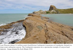 Late Pliocene fossiliferous Castlepoint Limestone deposited in a deep water submarine canyon - canyon head. Image by Kyle Bland