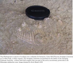 Phialopecten that was a substrate for barnacles, Early-mid Pliocene Awapapa Limestone that accumulated on the flank of Elsthorpe Anticline