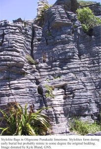 Closer view of limestone flags in the Punakaiki rocks, each separated by a thin stylolite.