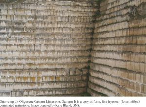 Typcial thin bedded bryozoa-formainifera limestone in the Oamaru Limestone.