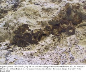 Packed sand dollars (sea urchins - Echinoderms) in Tangoio Limestone, Late Pliocene-Pleistocene. Probably shelf deposition