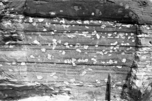 Semiconsolidated, cross-bedded Pleistocene dune sands beneath a peat. Here, the parent sands have reduction spots derived from leaching of iron oxides. Great Exhibition Bay, northern NZ