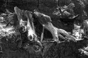 Coastal tree and shrub root systems preserved in the 12,000 - 20,000 year old peat shown above. The peat contains twigs and preserved leaves of typical New Zealand podocarps.