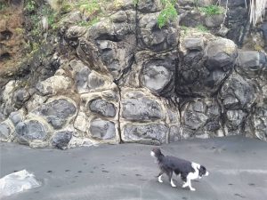 Spheroidal weathering of basalt flows associated with the Late Pliocene Karioi Volcano. Spheroids are bound by columnar joints from the original flow.