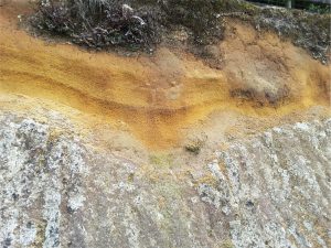 Close view of the soil profile on Mamaku Ignimbrite and airfall ash (see image above).