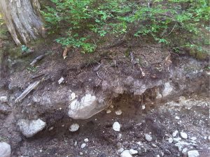 Gravelly clay loams and clays developed on steep alpine mountain slopes, Mt. Garibaldi, British Columbia. The organic layer is either very thin or absent.