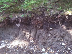 Gravelly clay loams and clays developed on steep alpine mountain slopes, Mt. Garibaldi, British Columbia. The organic layer is either very thin or absent.