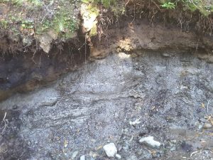 Clay loam developed on glaciolacustrine clays, Mt. Garibaldi, British Columbia.