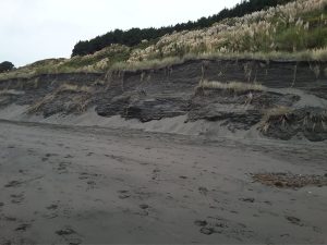 Eroded sections of coastal dunes, Raglan, N.Z.. Spinifex roots penetrate up to 2m into the sand. Soils here are very low in organic matter, almost 100% sand with high permeability and little capacity for water retention.