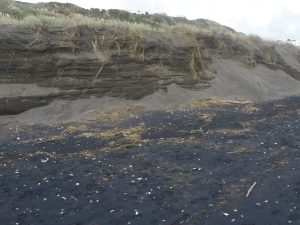 Eroded sections of coastal dunes, Raglan, N.Z.. Spinifex roots penetrate up to 2m into the sand. Soils here are very low in organic matter, almost 100% sand with high permeability and little capacity for water retention.