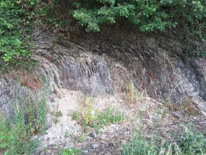 Soil creep in vertically dipping Devonian shale acts to incorporate shale slivers into the overlying clay-silt loam. Kinsale, south Ireland.