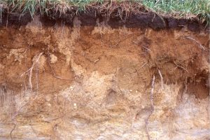 Silt-sand loams developed on Late Pleistocene fluvial pebbly volcaniclastics (Hinuera Formation, Waikato, NZ). The transition from modified sediment to parent material is irregular.