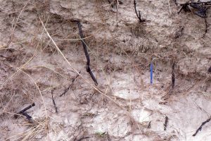 Coastal dune root systems (Spinifex and Lupin). Much of the organic matter is oxidized rapidly. Dune instability means that topsoil formation is meagre.