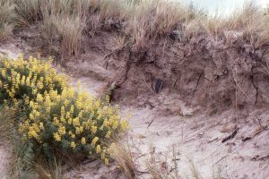 Coastal dune root systems (Spinifex and Lupin). Much of the organic matter is oxidized rapidly. Dune instability means that topsoil formation is meagre.