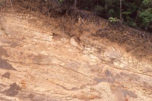 Profile of muddy loam developed on weathered turbidite sandstone-mudstone. Near Wellsford, north Auckland NZ.