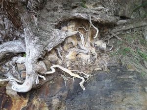 Tree roots that penetrate and grow in rock fractures and joints are capable of eventually dislodging large blocks and contribute a significant cause of cliff instability and erosion. Here is an example where blocks of jointed flow-banded rhyolite are being dislodged.  Hahei, New Zealand.