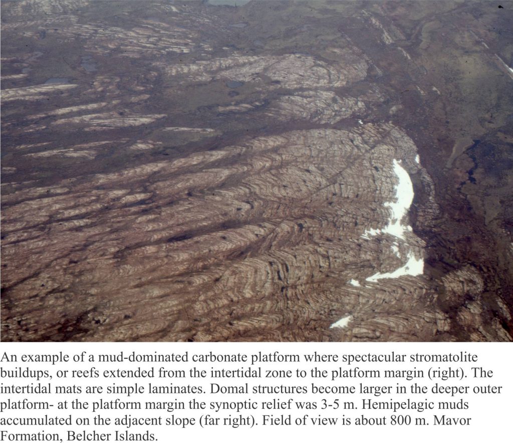 Mud-dominated stromatolite reef, Paleoproterozoic, Belcher Islands.