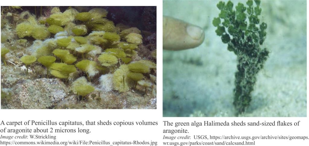 Calcareous greeen algae Penicillus and Halimeda, producers of aragonite mud